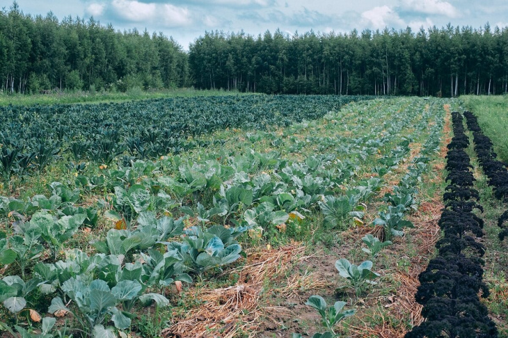 farmstay, luân canh – phương pháp tối ưu hóa đất trồng tốt nhất tại farmstay