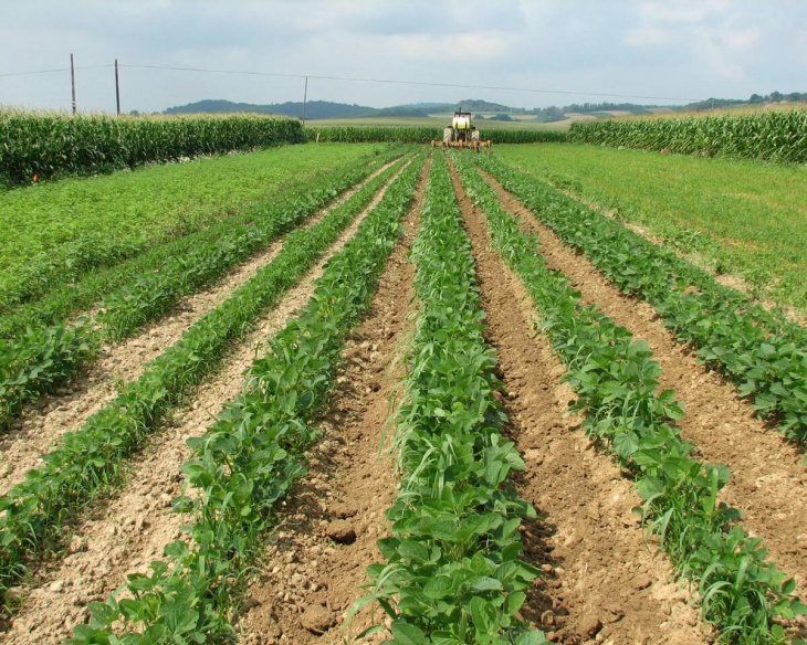 farmstay, luân canh – phương pháp tối ưu hóa đất trồng tốt nhất tại farmstay