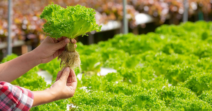 farmstay, dung dịch thủy canh hữu cơ – giải pháp trồng rau sạch tại nhà hiệu quả