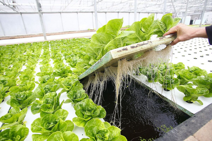farmstay, dung dịch thủy canh hữu cơ – giải pháp trồng rau sạch tại nhà hiệu quả