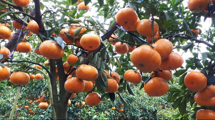 mùa trái cây, trái cây miền tây, vườn trái cây nam bộ, ghim ngay những mùa trái cây “ăn là nghiện” nổi tiếng nhất miền tây
