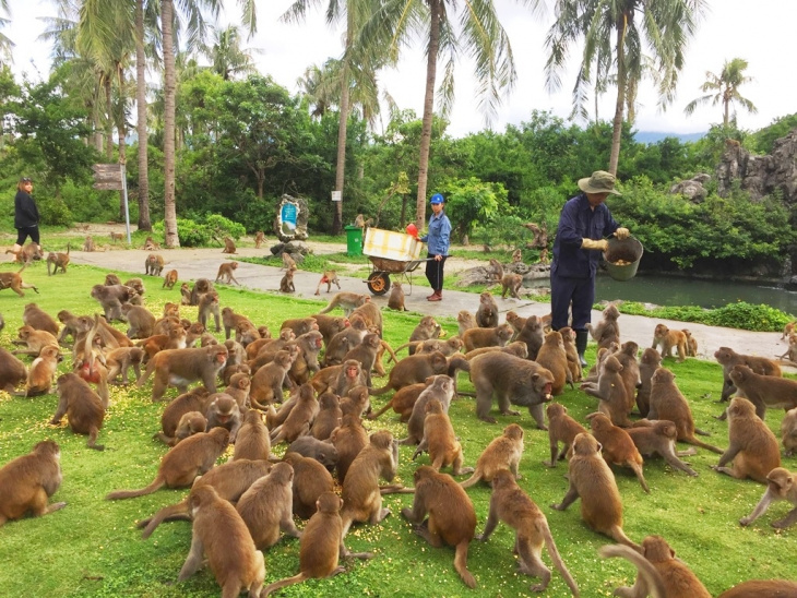 nghỉ dưỡng, đảo khỉ nha trang – thế giới của loài khỉ ở thành phố biển