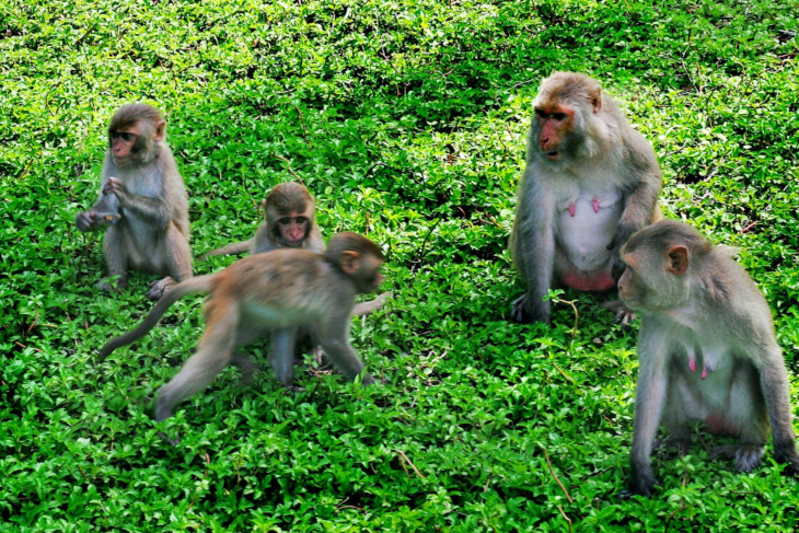 nghỉ dưỡng, đảo khỉ nha trang – thế giới của loài khỉ ở thành phố biển