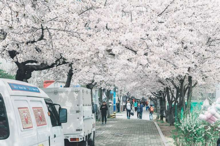 Kinh nghiệm và Top 24 địa điểm ngắm hoa Anh Đào đẹp nhất ở Hàn Quốc