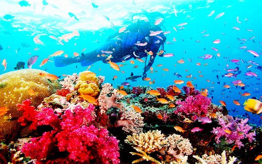 khám phá, trải nghiệm, kinh nghiệm du lịch cù lao chàm hội an lặn ngắm san hô tuyệt đẹp