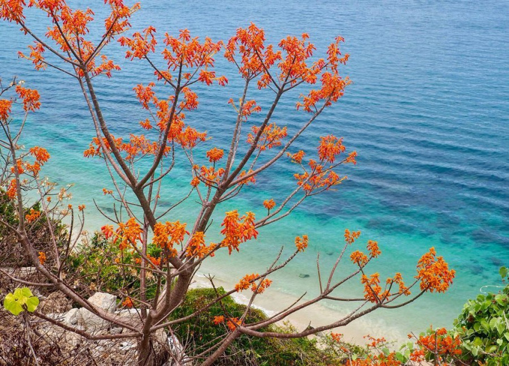 khám phá, trải nghiệm, check-in cù lao chàm ngắm hoa ngô đồng nhuộm đỏ đảo xanh