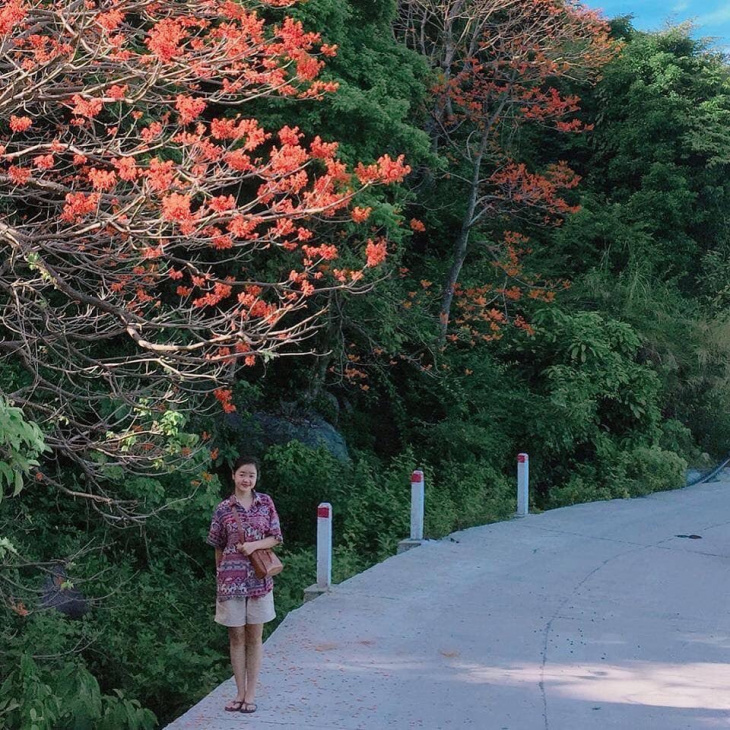khám phá, trải nghiệm, check-in cù lao chàm ngắm hoa ngô đồng nhuộm đỏ đảo xanh