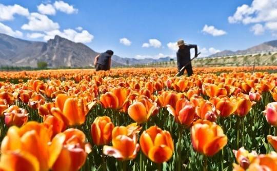 Những thiên đường hoa tulip không ở Hà Lan