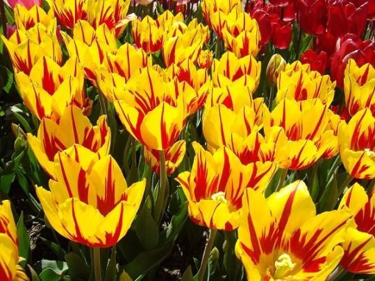 khám phá, trải nghiệm, những thiên đường hoa tulip không ở hà lan
