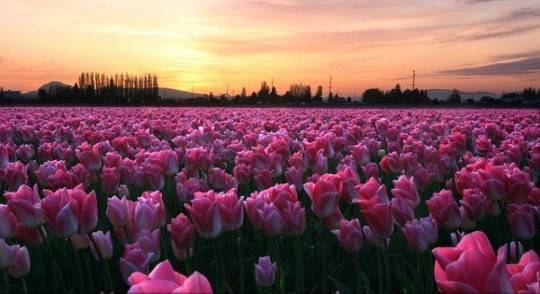 khám phá, trải nghiệm, những thiên đường hoa tulip không ở hà lan