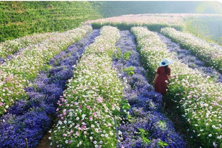 khám phá, trải nghiệm, top 15 vườn hoa đà lạt đẹp say đắm lòng người tha hồ sống ảo