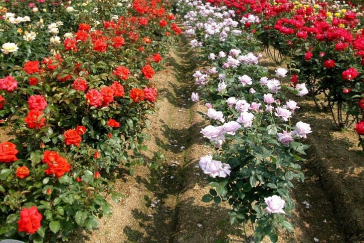 khám phá, trải nghiệm, top 15 vườn hoa đà lạt đẹp say đắm lòng người tha hồ sống ảo