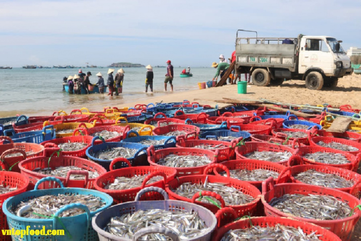 khám phá, trải nghiệm, chợ hải sản phan thiết: chỗ mua hải sản giá rẻ nổi tiếng mũi né bình thuận