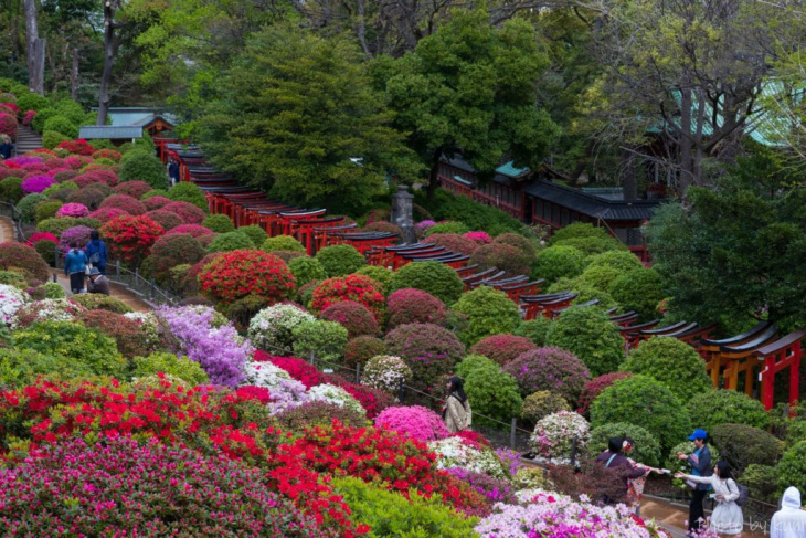 10 Địa điểm ngắm hoa Đỗ Quyên đẹp nhất Nhật Bản