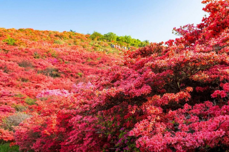 10 địa điểm ngắm hoa đỗ quyên đẹp nhất nhật bản