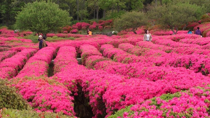 10 địa điểm ngắm hoa đỗ quyên đẹp nhất nhật bản