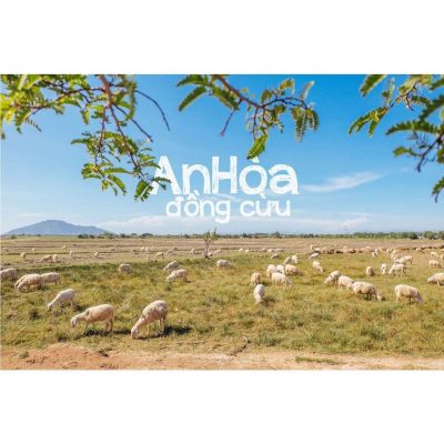 Check-in Đồng cừu An Hòa Ninh Thuận – lạc vào trời Âu ngay trên đất Việt -