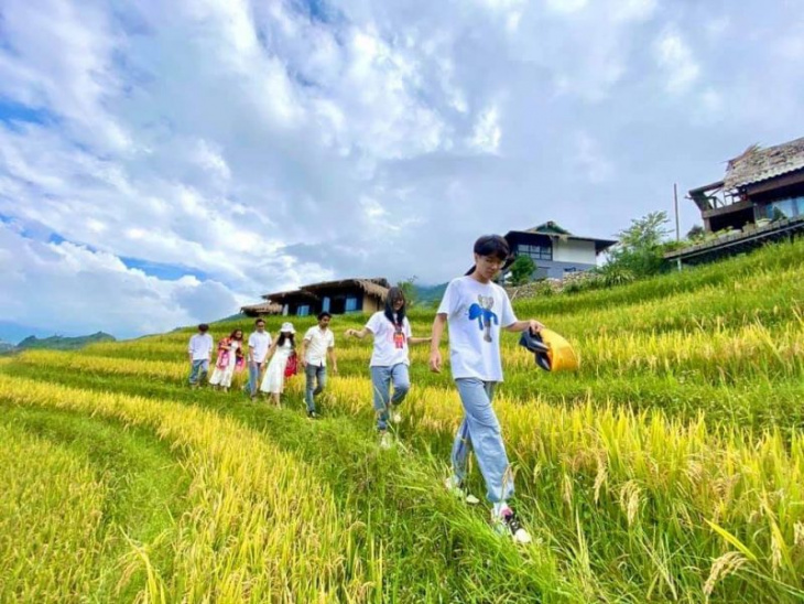 khám phá, trải nghiệm, khoảnh khắc xuất thần của ruộng bậc thang sapa mùa lúa chín