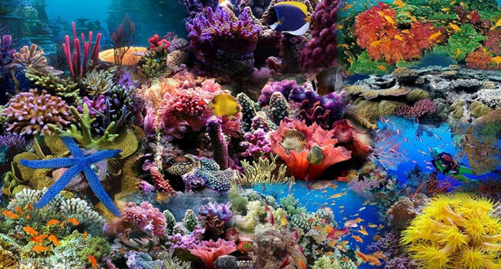 lặn ngắm san hô, quy nhơn, san hô, lặn ngắm san hô theo cách mới lạ tại bãi kỳ co quy nhơn