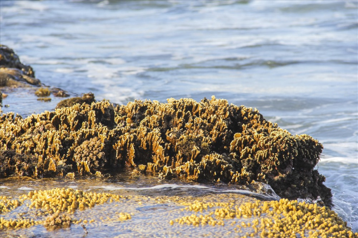 bãi rêu nhơn hải, chùa nhơn hải, nhơn hải có gì chơi, khám phá vẻ đẹp của bãi biển nhơn hải quy nhơn