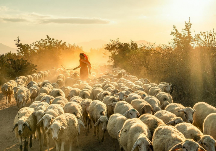Thịt Cừu Ninh Thuận: đặc sản Ngon trứ danh bạn không nên Bỏ Qua