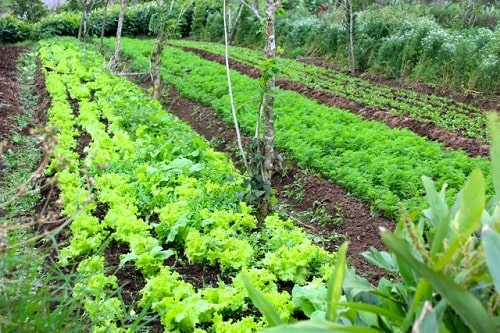 farmstay, phương pháp tối ưu hóa đất trồng tại farmstay
