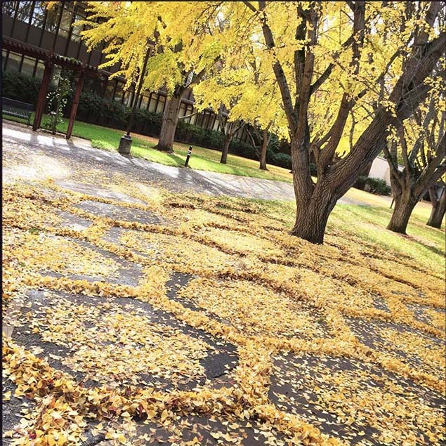 chụp ảnh, khi những chiếc lá vàng rơi trở thành những tác phẩm nghệ thuật