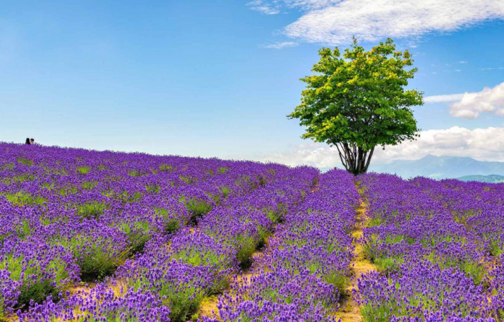 11 cánh đồng hoa oải hương đẹp nhất nhật bản