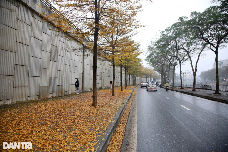 Lạc vào “rừng lá vàng Hàn Quốc” ngay giữa thủ đô Hà Nội