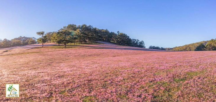 khám phá, review đồi cỏ hồng đà lạt 2022: tháng mấy và ở đâu