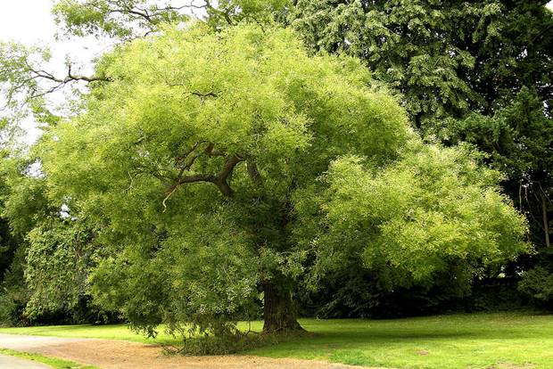 phong thủy, 8 loại cây phong thủy trồng trước nhà vừa được ngắm, vừa được ăn, vừa thịnh vượng