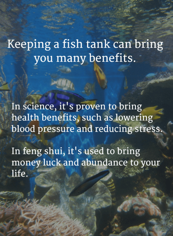 phong thủy, lợi ích của việc nuôi bể cá và khoa học và phong thủy đằng sau nó
