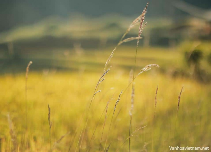 Đừng lỡ hẹn Yên Bái, nếu đã trót phải lòng Mù Căng Chải.