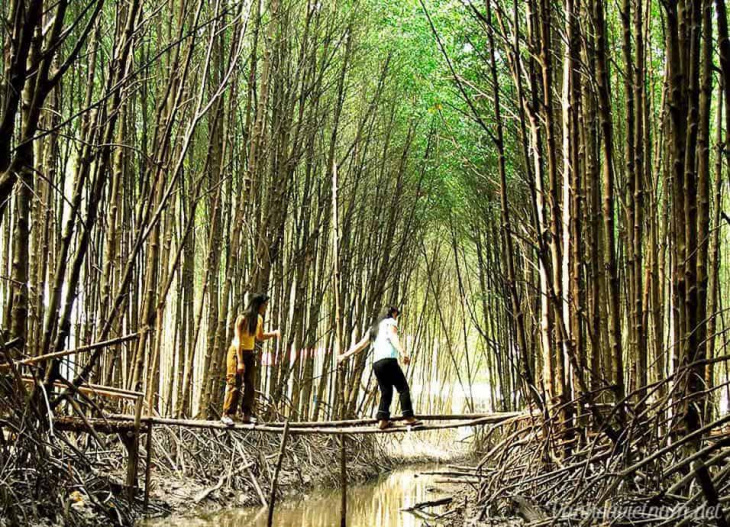 Khám phá rừng đước Năm Căn – Rừng ngập mặn lớn thứ hai thế giới