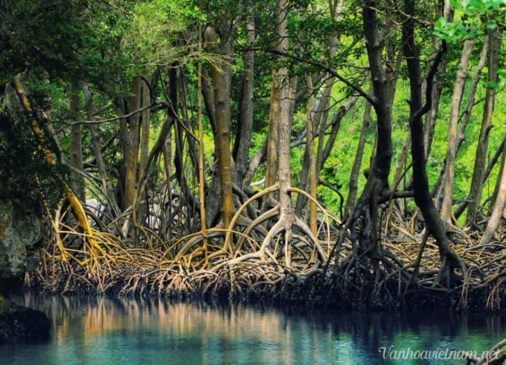 du lịch, amazon, khám phá rừng đước năm căn – rừng ngập mặn lớn thứ hai thế giới