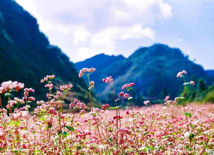 Nhất đinh phải đi khi hoa tam giác mạch nở rực rỡ khắp núi rừng Hà Giang