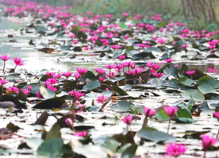 chùa hương ở đâu?, du lịch, du lịch hà nội, ngắm mùa hoa súng nhuộm hồng suối yến chùa hương