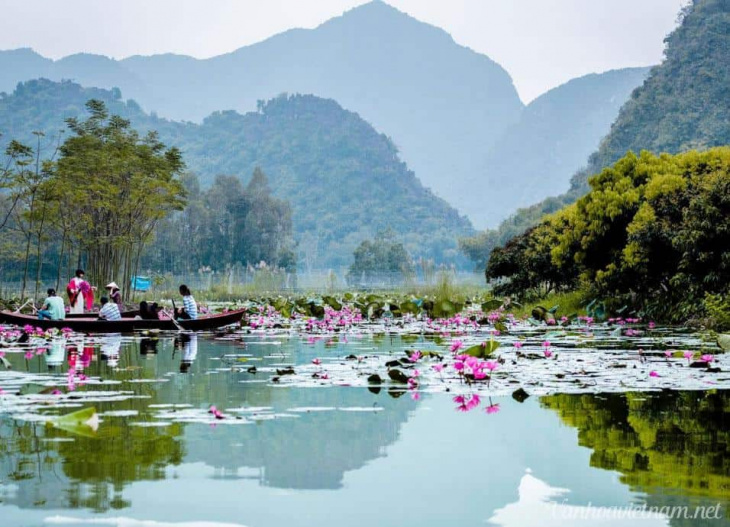 chùa hương ở đâu?, du lịch, du lịch hà nội, ngắm mùa hoa súng nhuộm hồng suối yến chùa hương