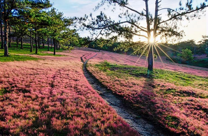 khám phá, trải nghiệm, xuất hiện đồi cỏ hồng ở đà lạt – thiên đường dành cho những kẻ lãng mạn