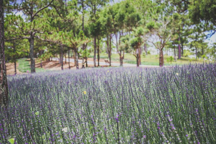 Đến Đà Lạt check-in cánh đồng lavender ở thung lũng tình yêu