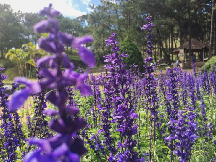 khám phá, trải nghiệm, đến đà lạt check-in cánh đồng lavender ở thung lũng tình yêu