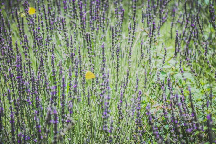 khám phá, trải nghiệm, đến đà lạt check-in cánh đồng lavender ở thung lũng tình yêu