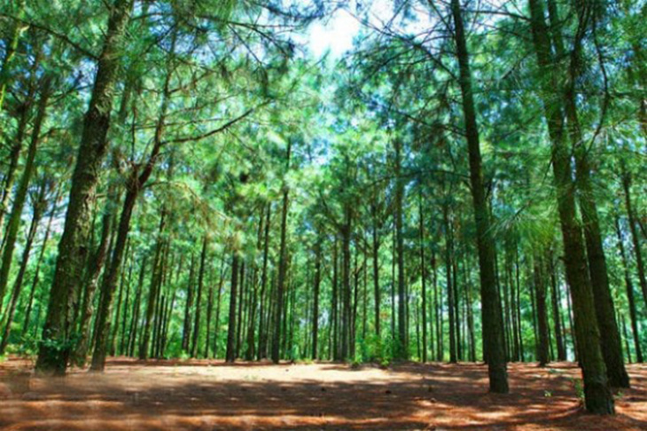 Ngày hè check in rừng thông yên bình và xanh mát ngay ngoại ô Đà Nẵng