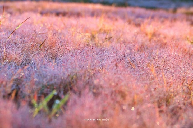 khám phá, trải nghiệm, đẹp như tranh vẽ mùa cỏ hồng đà lạt