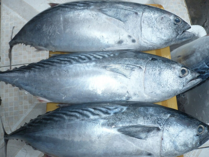 ẩm thực, mắt cá ngừ phú yên - đèn pha đại dương