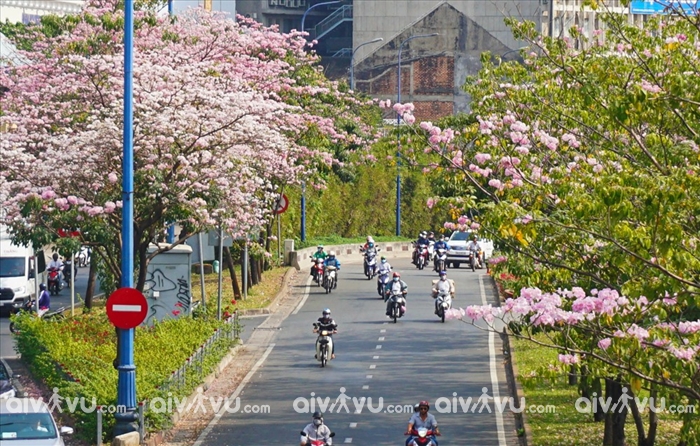 Vẻ đẹp lãng mạn của hoa kèn hồng trên đường phố Sài Gòn