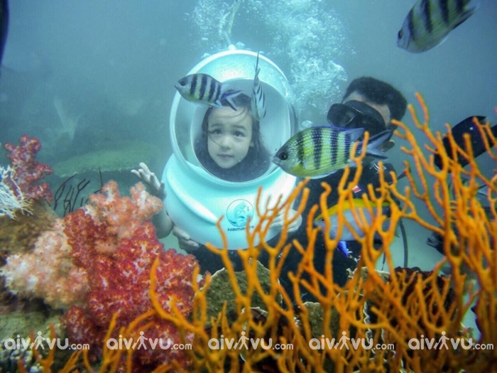 khám phá, trải nghiệm, trải nghiệm đi bộ dưới biển phú quốc – lặn ngắm san hô