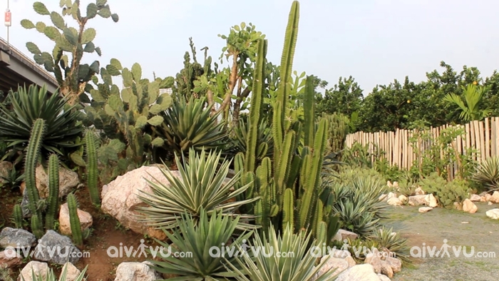 Vườn xương rồng Cactizone Hà Nội – Điểm check-in sống ảo siêu ấn tượng
