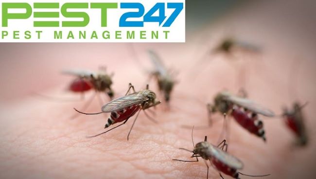 top 20 công ty diệt muỗi tại đà nẵng chuyên nghiệp nhất