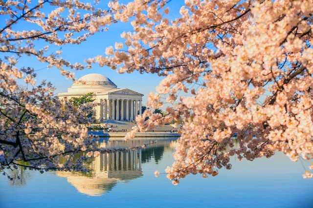 Trải nghiệm những lễ hội mùa xuân tuyệt vời ở Washington DC